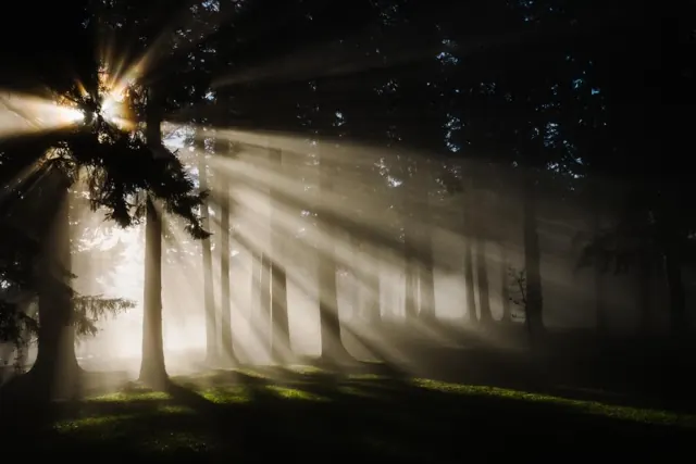 Rays of sunlight shining through trees
